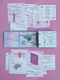 Flashcards - Biologie de 10 - Kit Master
